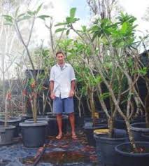 Landscapers Info Sacred Garden Frangipanis