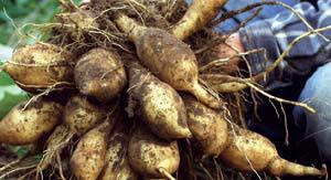 However you pack them,they should be stored ina dark, cool, humid place. How To Store Yacon Organic Gardening Mother Earth News
