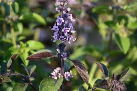 Is that albahaca is basil (plant or culinary herb) while basil is a plant (ocimum basilicum ) or basil can be the angle to which a joiner's tool is ground away or basil can be the skin of a sheep tanned with bark. Basil Blossom Bloom Free Photo On Pixabay