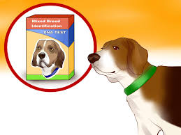 3 ways to identify a beagle wikihow