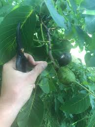 Image result for Walnut blight