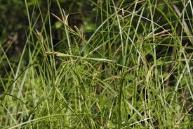 Image result for Fuirena stricta