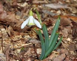 They can very easily dry out, so they won't be how to plant. Common Snowdrop Galanthus Nivalis By Christine Young Jungledragon