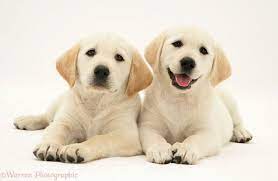 Dogs Yellow Goldador Retriever Puppies Photo Wp13649 Retriever Puppy Puppy Photos Puppies