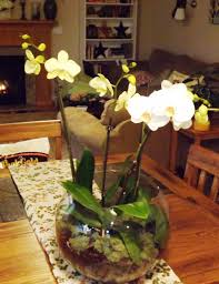 Huge sale on orchid fertilizer now on. Orchid Centerpiece Heat Heart Home
