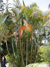 Image result for Dypsis lutescens