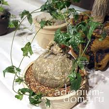 Image result for Gerrardanthus lobatus