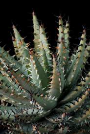 Image result for Schizochilus lepidus