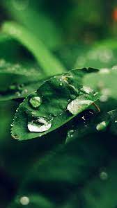 Leaf Rain Green Nature Forest Blue Iphone 6 Wallpaper Green Nature Rain Wallpapers Best Iphone Wallpapers