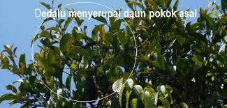 Selain itu, ada banyak manfaat lainnya untuk kesehatan. Agriculture Technology Dedalu Jenis Dedalu