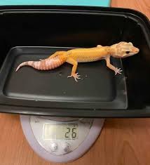Sontak nenek atau kakek yang. Leopard Gecko Growth Chart And Development Stages