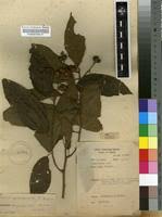 Image result for Grewia pubescens