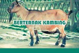 Cara berternak kambing secara modern. Cara Ternak Kambing Etawa Dan Jenis Lainnya Secara Modern Ilmu Bisnis