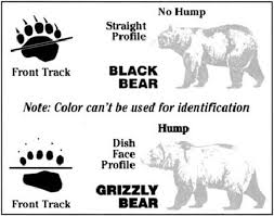 Black Bear Vs Grizzly Bear Size Difference Black Bears Vs Grizzly Bear Curiosidades