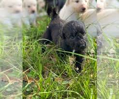 Medium labradoodle puppies located in belleview, fl. Puppies For Sale Near Gainesville Florida Usa Page 1 10 Per Page Puppyfinder Com