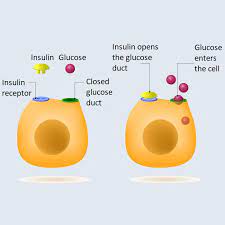 Erleben sie zuverlässige pharmazeutische beratung. Insulin Resistance Test Package Medicover Labororatory