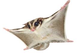 Não será a coisa mais fofa??. Petauro Do Acucar Petaurus Breviceps Sugar Glider Marsupial