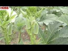 Grow More Okra With These Easy Tips Youtube