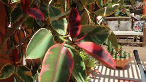 Image result for ficus elastica flower