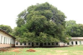 Image result for Newtonia hildebrandtii