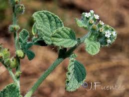 Image result for Heliotropium supinum