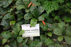 Image result for Gesneriaceae