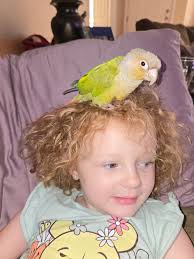 Please if anyone finds her please message shes a very loved bird thankyou  in advance