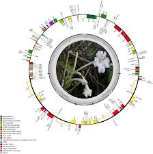 Image result for Sesamum parviflorum