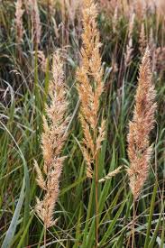 Image result for Agrostis continuata