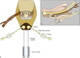 If higher levels of oxygen are needed, two lines can be run. Nasal Planum Nasal Cavity And Sinuses Veterian Key