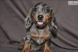 Coat and grooming of the dapple dachshund. Red Dapple Dachshund Puppies Cheap Online
