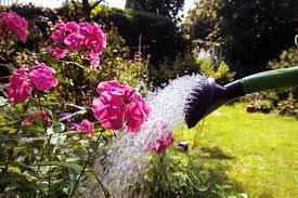 We did not find results for: Plants For Sunny And Dry Borders Plants For A Purpose Thompson Morgan