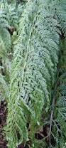 Image result for Asplenium gemmiferum