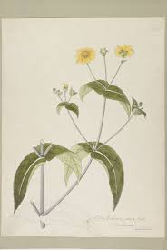 Image result for Guizotia