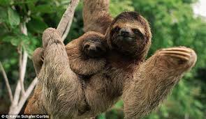 Sloths Move So Slowly Algae Grows On Their Fur And It Can Be Sloth Photos Amazon Animals National Animal