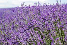 Find a 1800flowers local florist near me. Beautiful Purple Field Of Lavender Flowers Stock Photo Picture And Royalty Free Image Image 29266951