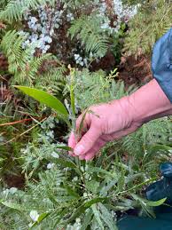 Image result for Pteleopsis anisoptera