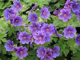 Check spelling or type a new query. The Color Purple