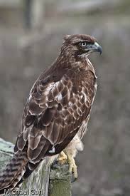 They are found all over the continent, in central america, and in the west indies. The Ecological Angler Immature Red Tailed Hawk