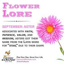 Flower Lore September Aster Birth Month Flowers Flower Meanings Birth Flowers