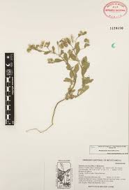 Image result for Pseudoconyza viscosa