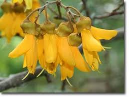 Flowers and trees music video. Kowhai Text Images Music Video Glogster Edu Interactive Multimedia Posters