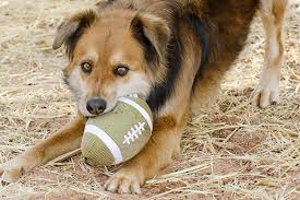 There are infinite ways to communicate with each other in our world, and just as hearing and non hearing humans alike can learn american sign language (asl), dogs can learn asl too! Dog Body Language Interpretation Best Friends Animal Society