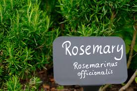 Check spelling or type a new query. Latin Plant Names Why Do We Use Latin Names For Plants