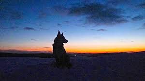 Maybe you would like to learn more about one of these? Under Specific Conditions Euthanizing Your Pet By Gunshot Is Legal In Maine