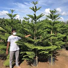 Image result for Araucaria columnaris