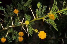 Image result for Acacia karroo