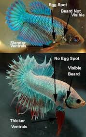 How To Tell If Your Betta Fish Is A Boy Or A Girl Breeding Betta Fish Betta Aquarium Betta Fish Types