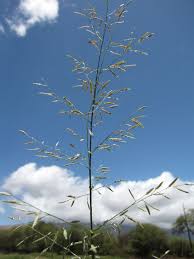 Image result for Eragrostis pallens