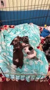 (3 days ago) learn more about homeward bound pet rescue in irmo, sc, and search the available pets they have up for adoption on petfinder. Homeward Bound Pet Rescue Referral Inc Home Facebook